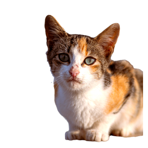 A Cute Calico Cat Enjoying The Warmth Of The Sun Outdoors. 12786 - Cat PNG image with transparent background